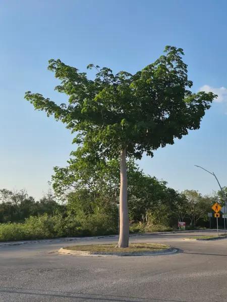 TRRENO EN VENTA EL CHOLUL MERIDA, A PIE DE CALLE TRRENO EN VENTA EL CHOLUL MERIDA, A PIE DE CALLE