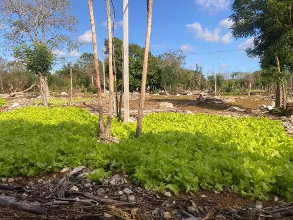Renta de Excelente Terreno ubicado en Komchén