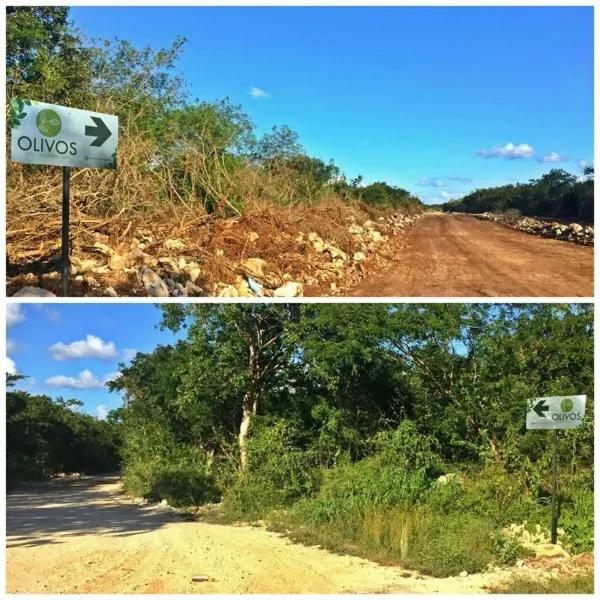Terreno en venta en Olivos Conkal Yucatan Terreno en venta en Olivos Conkal Yucatan