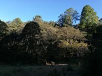 Terreno Campestre Boscoso de 2.8 Ha | Propiedad Privada Escriturada con Acceso Pavimentado