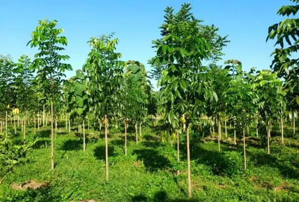 TERRENO FORESTAL EN VENTA TEAPA TERRENO FORESTAL EN VENTA TEAPA