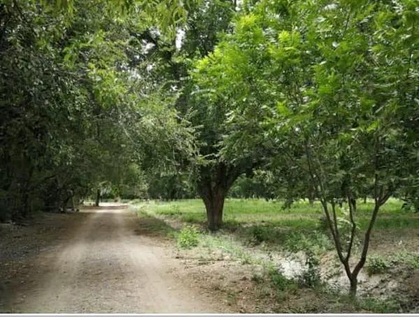 Nogalera en Venta en San Buenaventura, Coahuila. Nogalera en Venta en San Buenaventura, Coahuila.