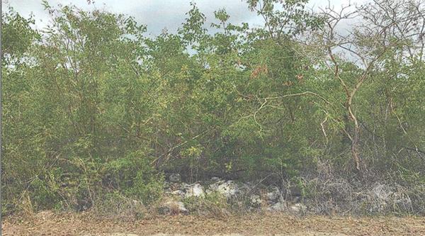 En venta terreno en Misnebalám En venta terreno en Misnebalám